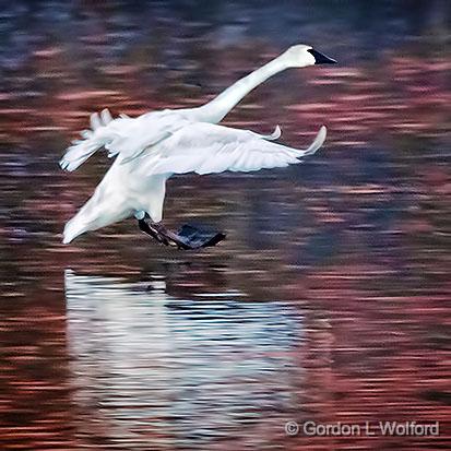 Incoming Swan_28751.jpg - Trumpeter Swan (Cygnus buccinator) photographed at sunrise along the Rideau Canal Waterway in Kilmarnock, Ontario, Canada.